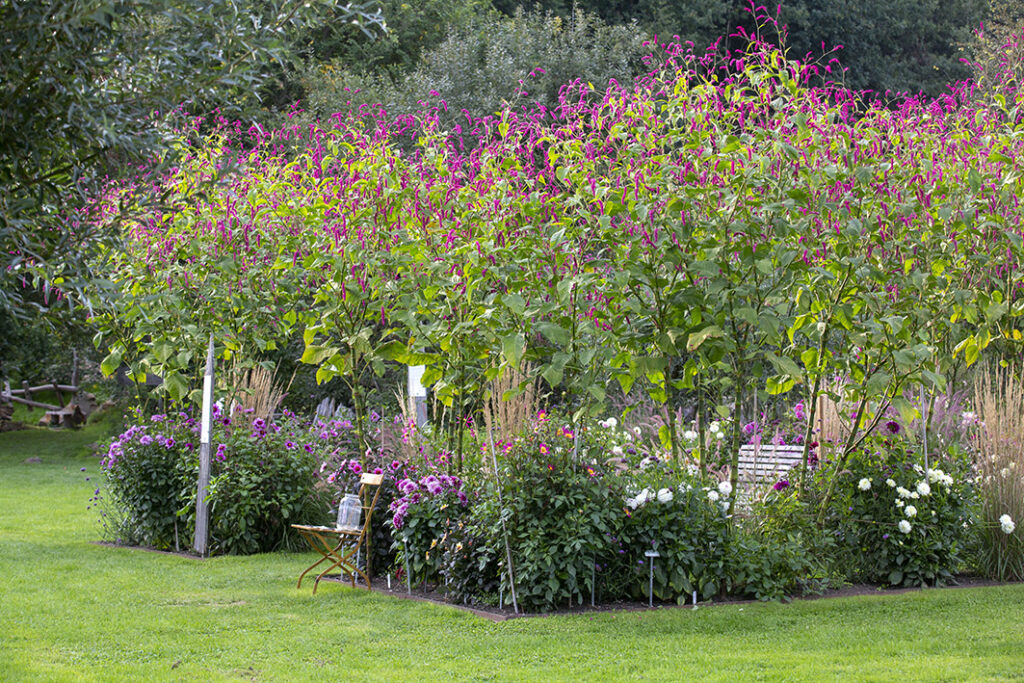 Dahliengarten mit Polygonum orientale (Orient-Knöterich)