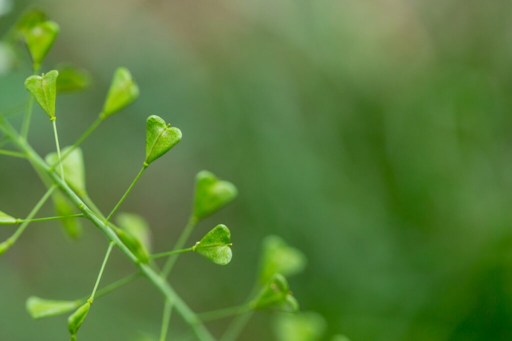 Capsella bursa-pastoris – Hirtentäschel als typisches Beikraut im Garten, hier Samenstand