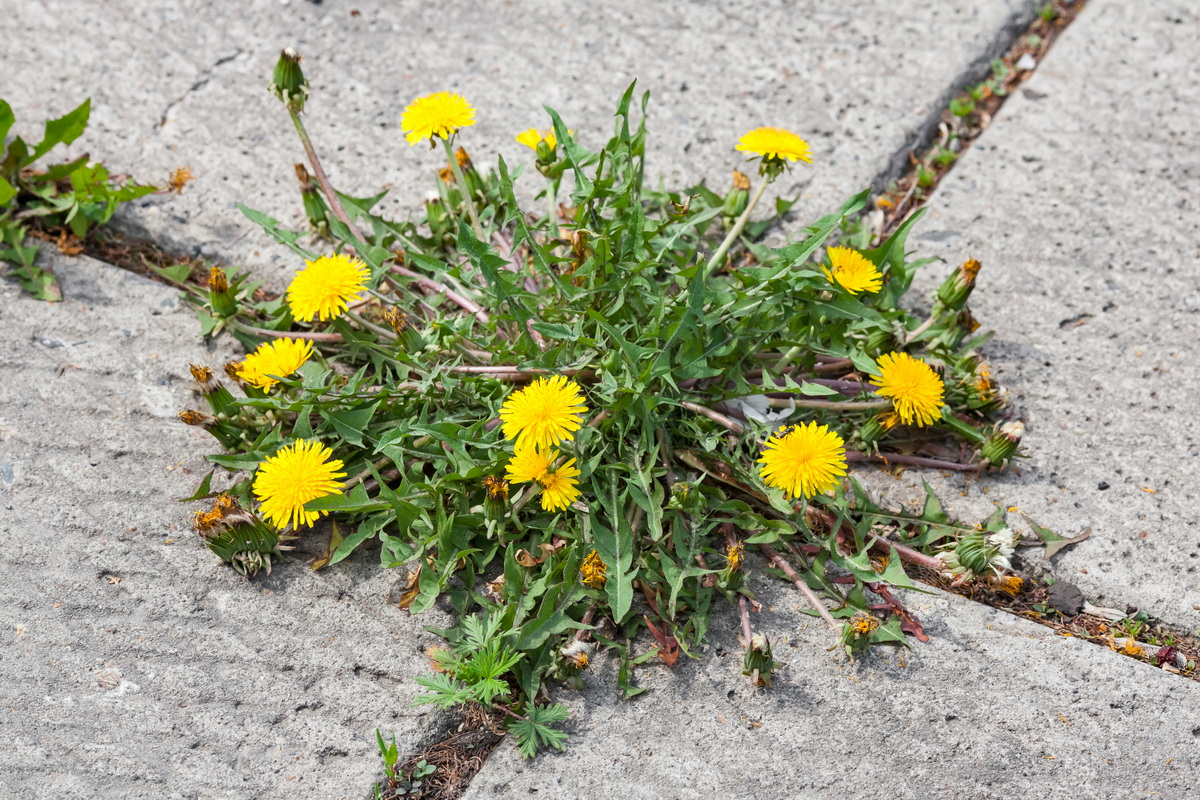Löwenzahn mit gelber Blüte und tiefer Pfahlwurzel im Pflaster