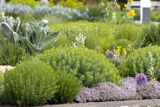 BUGA Erfurt, Mediterrane Pflanzung, Planung: Petra Pelz, Foto: Sylvia Knittel