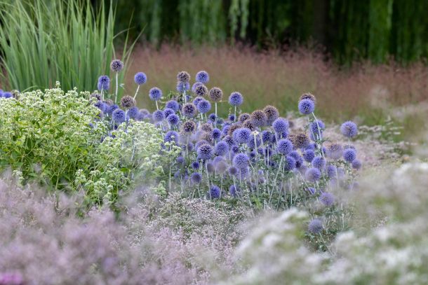 BUGA Erfurt, Mediterrane Pflanzung, Planung: Petra Pelz, Foto: Sylvia Knittel