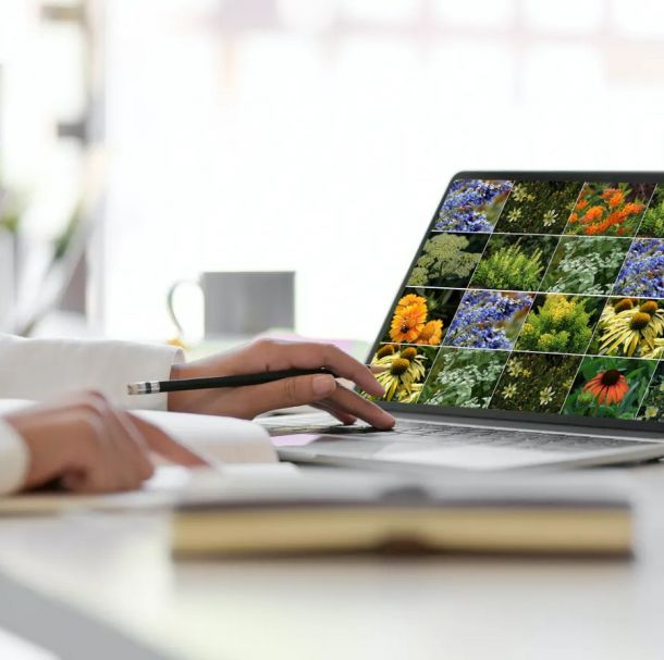 Aus Karten, die wir nebeneinander legten, wurde ein digitales Tool zur Planung von Pflanzkombinationen – so entstand Pflanzenreich.